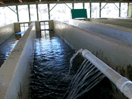The fry tanks shelter the young trout and allow the workers to monitor their growth closely.